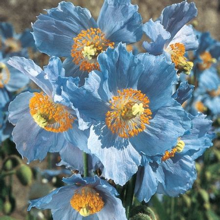 blue poppies native to china are grown